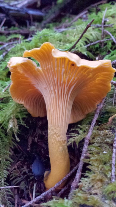 Chanterelle (Yevgeny Nyden)