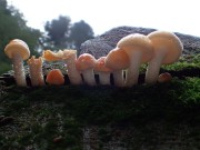 row of mushrooms