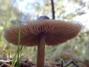 little brown mushroom