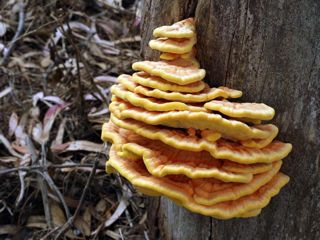 Courtesey of Fred Stevens and Mycoweb.com, a cluster of orange and yellow "sulphur shelf" mushrooms