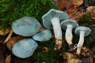 Sky blue colored mushroom