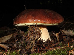 Porcini Mushroom by Hugh Smith