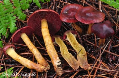 Cortinarius smithii by Noah Siegel