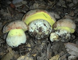 Butyriboletus persolidus photographed by Ron Pastorino from mushroomobserver.org