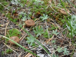 Probable cortinarius photographed by Susan Labiste