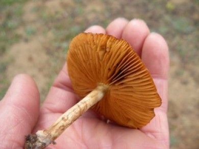 LBM (cortinarius?) in hand photographed by Susan Labiste