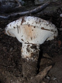 Probable Lentinus ponderosus photographed by Susan Labiste