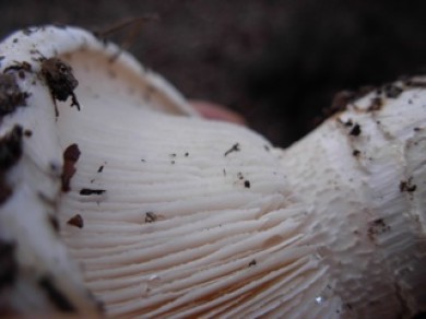 Probable Lentinus ponderosus photographed by Susan Labiste