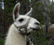 Our pack llama photographed by Susan Labiste