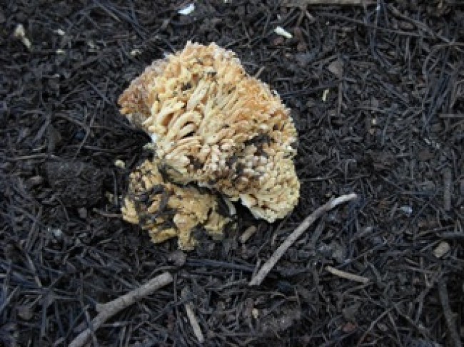 Ramaria photographed by Susan Labiste