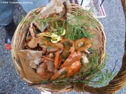 Basket of colorful mushrooms