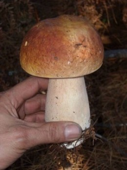  King Bolete photographed by Ken Stravropoulos courtesy of mushroomobserver.org