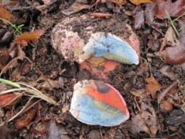 Boletus Eastwoodiae photographed by Ron Lawrence from mushroomobserver.org