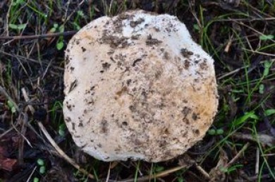 A. pruittii photographed by Christian Schwarz-Mushroomobserver-creative commons