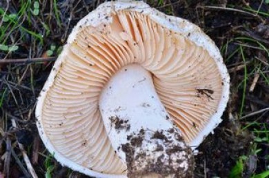 A. pruittii photographed by Christian Schwarz-Mushroomobserver-creative commons