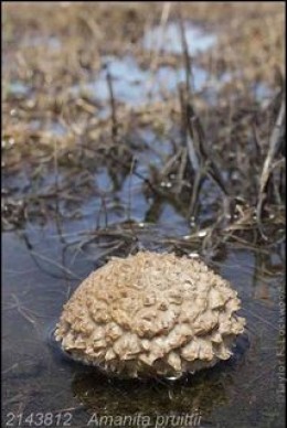 A. pruittii photographed by Taylor Lockwood-Mushroomobserver-creative commons