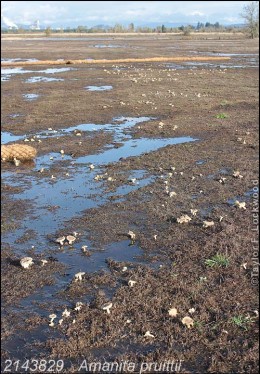 Amanita pruittii fruiting in a flooded field.  Photograph by Taylor Lockwood, Mushroomobserver, creative commons