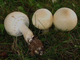 Agaricus arvensis by Herbert Baker, www.mushroomobserver.org