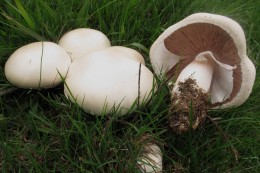 Agaricus arvensis by Walter Sturgeon  www.mushroomobserver.org