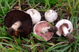 Agaricus californicus by Noah Siegel   www.mushroomobserver.org