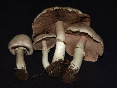 Agaricus californicus by Debbie Viess   www.mushroomobserver.org