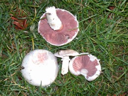 Agaricus campestris by Darvin DeShazer  www.mushroomobserver.org