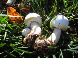 Agaricus xanthodermus by Shane  www.mushroomobserver.org