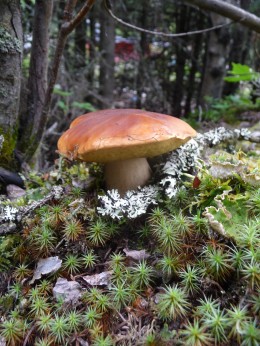 Alaska Bolete by Bradley Dunbaugh