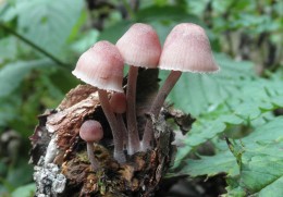 Alaska Mushrooms by Hugh Smith