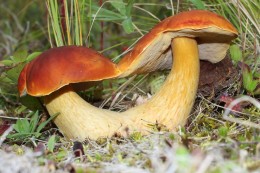 Alaska Bolete Pair by Hugh Smith