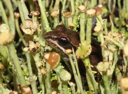 Alaskan Frog by Hugh Smith