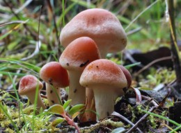 Alaskan Fungi by Hugh Smith