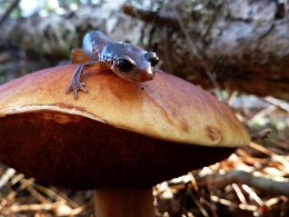 Bolete and Newt by Yev Nyden