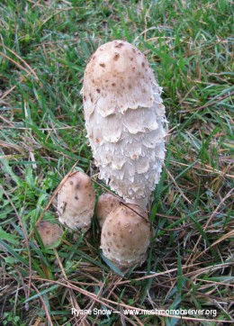 Coprinus comatus photographed by Ryane Snow