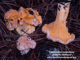 Cantharellus roseocanus