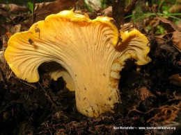 Cantarellus Californicus photographed by Allan Rockefeller