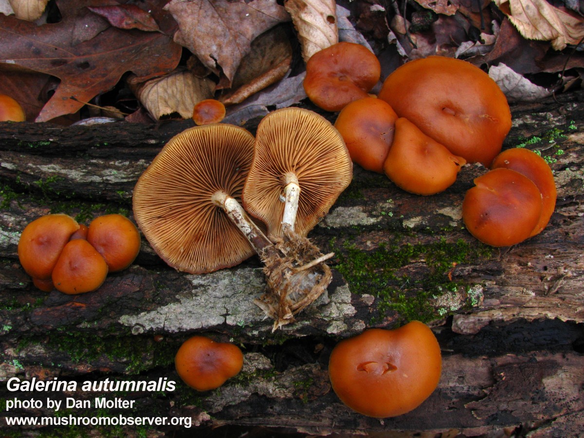 galerina autumnalis