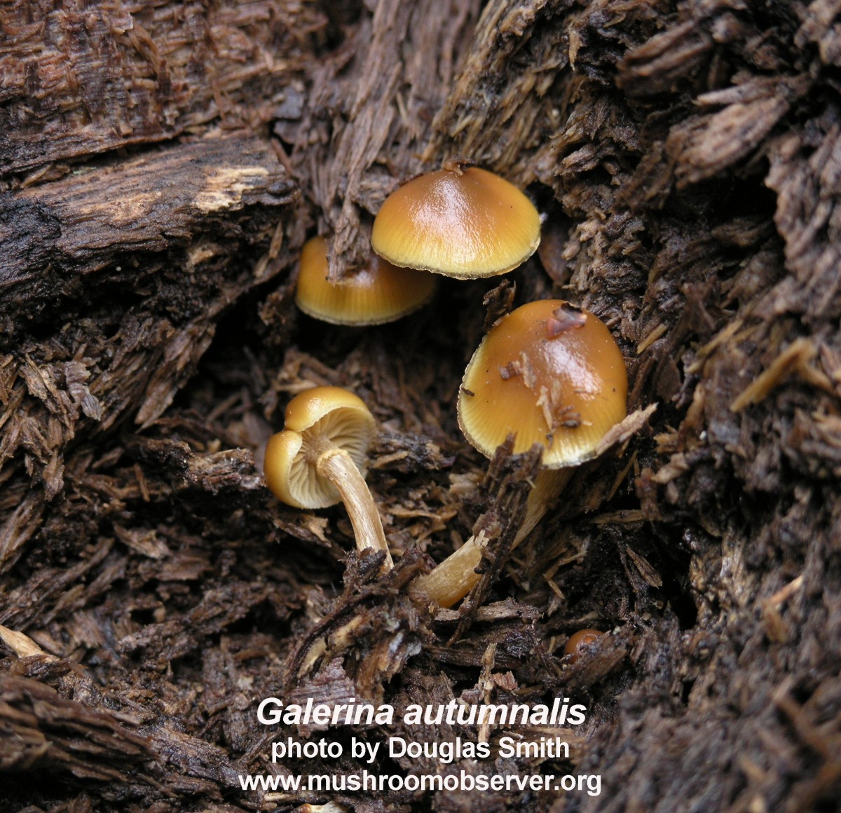 deadly galerina mushroom