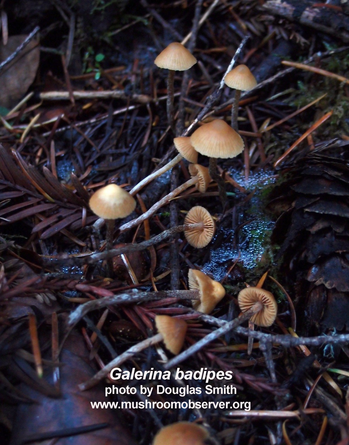 galerina autumnalis