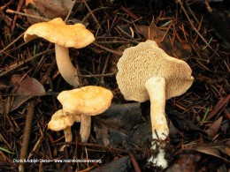 Hydnum unbilica photographed by Oluna Ceska