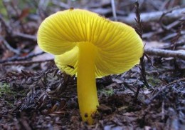 Hygrocybe photographed by Hugh Smith- not from this foray.