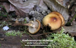 K.mutabilis.MO_DouglasSmith.jpg