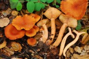 Lactarius rubidus photograph by Christian Schwarz