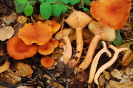 Lactarius rubidus photographed by Christian Schwarz