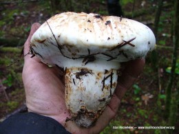 Tricholoma magnivelare photographed by Allan Rockefeller