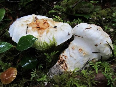 Matsutake by Drew Henderson, www.mushroomobserver.org