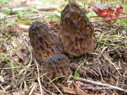 Morchellla Elata photographed by Debbie Viess