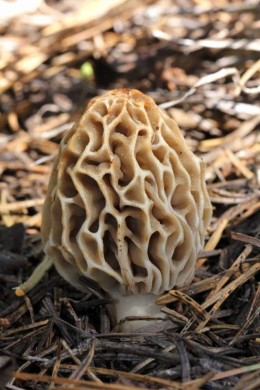 Morel