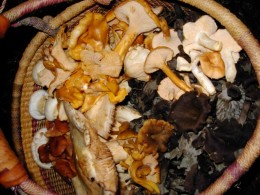 Mushroom collecting basket photographed by Susan Labiste