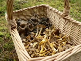 Mushrooms in a basket via Wikimedia